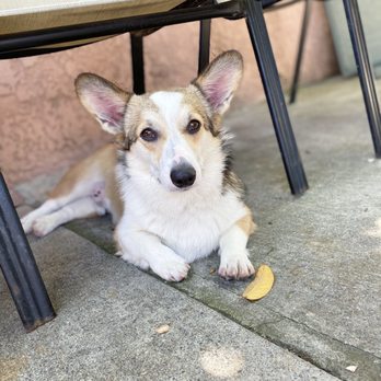 Discount Pets - Post grooming Corgi - Pet Groomers Near Me - Anaheim, California