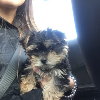 Barton's Puppy Boutique - Morkie, Kiley - Pet Adoption Near Me - Liberal, Missouri Barton's Puppy Boutique - Morkie, Kiley - Pet Adoption Near Me - Liberal, Missouri