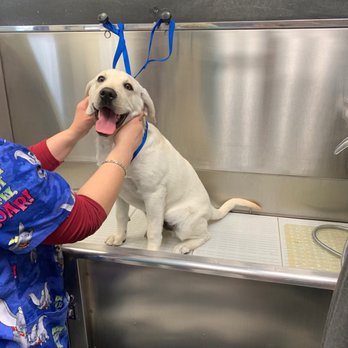 Wet Paws - This is Duke - Pet Groomers Near Me - Altadena, California Wet Paws - This is Duke - Pet Groomers Near Me - Altadena, California