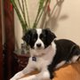 Photo of Uni-Pet Grooming Salon