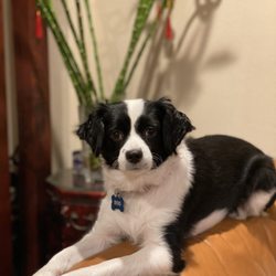 Uni-Pet Grooming Salon - BEFORE - Boo Radley