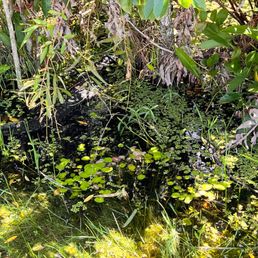 Alligator hiding Alligator hiding