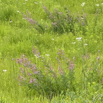 Dunham Woods Forest Preserve - Hiking Near Me - Wayne, Illinois