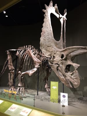 Sam Noble Oklahoma Museum of Natural History by null