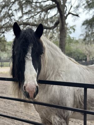 Gypsy Gold Horse Farm by null