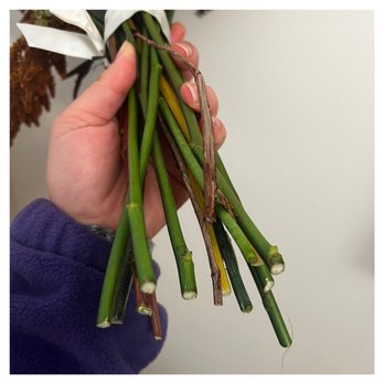Idella’s Garden - Florals in brown bag (no bag, dry stems) delivered 5/5 - Florists Near Me - Winston-Salem, North Carolina Idella’s Garden - Florals in brown bag (no bag, dry stems) delivered 5/5 - Florists Near Me - Winston-Salem, North Carolina