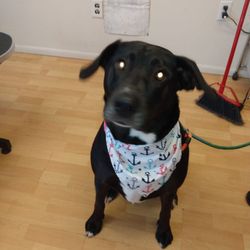Doggie Doo's and Kittys Too Pet Salon