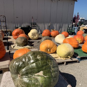 Borchard Farms - Giant pumpkins! - Pumpkin Patches Near Me - Salinas, California