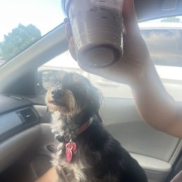 Our dog and the unmixed drink Our dog and the unmixed drink