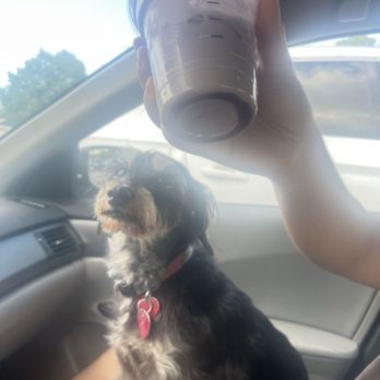 Starbucks - Our dog and the unmixed drink - Coffee & Tea Near Me - Louisville, Kentucky Starbucks - Our dog and the unmixed drink - Coffee & Tea Near Me - Louisville, Kentucky