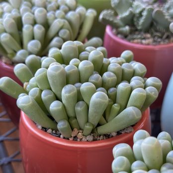 Trader Joe's - Assorted potted cacti - Grocery Near Me - San Jose, California