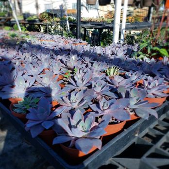 Aeonian Verde Nursery - Nurseries & Gardening Near Me - Bell Gardens, California
