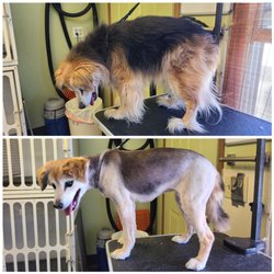 Harmony Acres - Before and after grooms