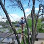 Photo of Happy Valley Tree Care and Removal