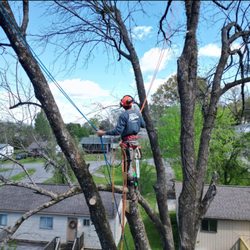 Happy Valley Tree Care and Removal - Using multiple anchor points to climb this monster tree!