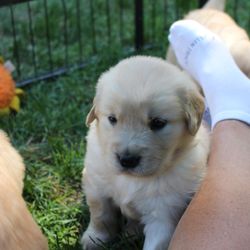 top golden retriever breeders