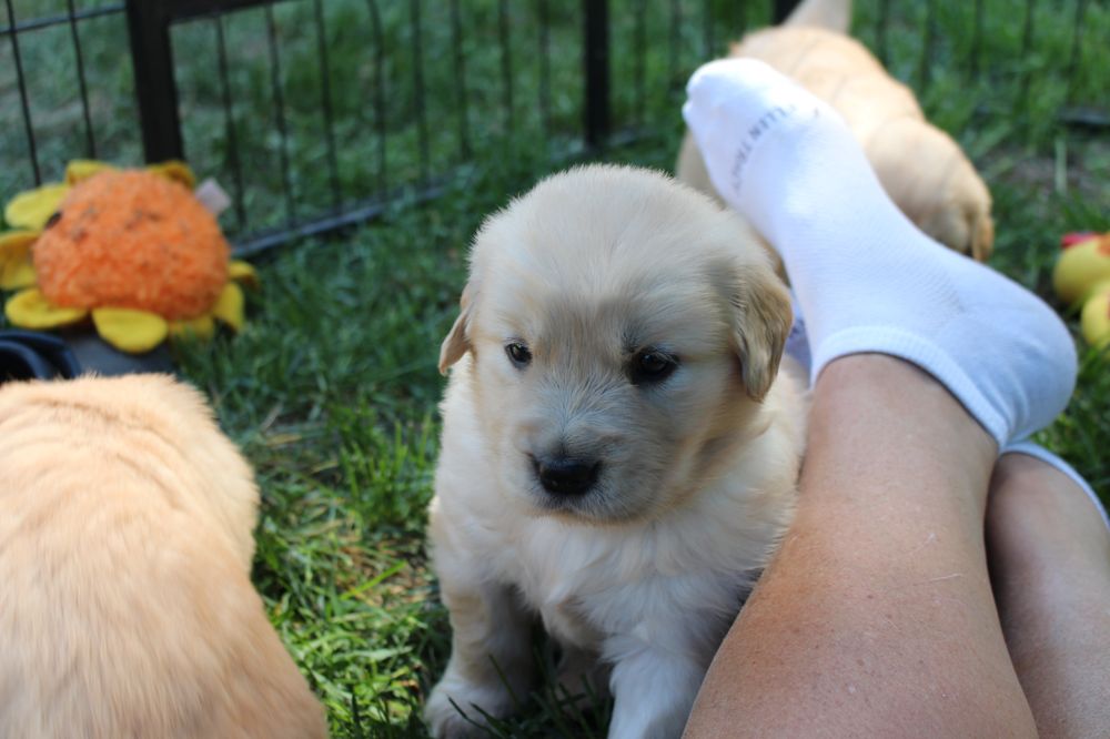 SAPPHIRE GOLDEN RETRIEVERS Updated June 2024 18 Photos Lakeville