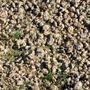Photo of Ramon's Lawn Service