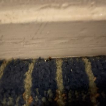 Hotel Zico - Bed BUGS - Hotels Near Me - Mountain View, California