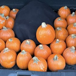 Classic Pumpkin Patch & Trees - Pumpkins for baking
