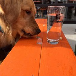 Brier Patch - Dog friendly!