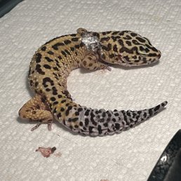 Post Surgery- Hind limb amputation