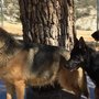 Photo of Smoking Gun Ranch GSDs