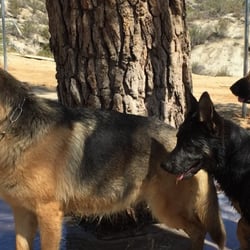 Smoking Gun Ranch GSDs - Antjie, Shatzi, and Berta