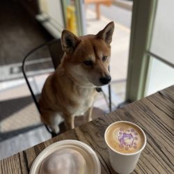 Gabee Coffee - An incredible flat white coffee w shiba inu as a bonus.