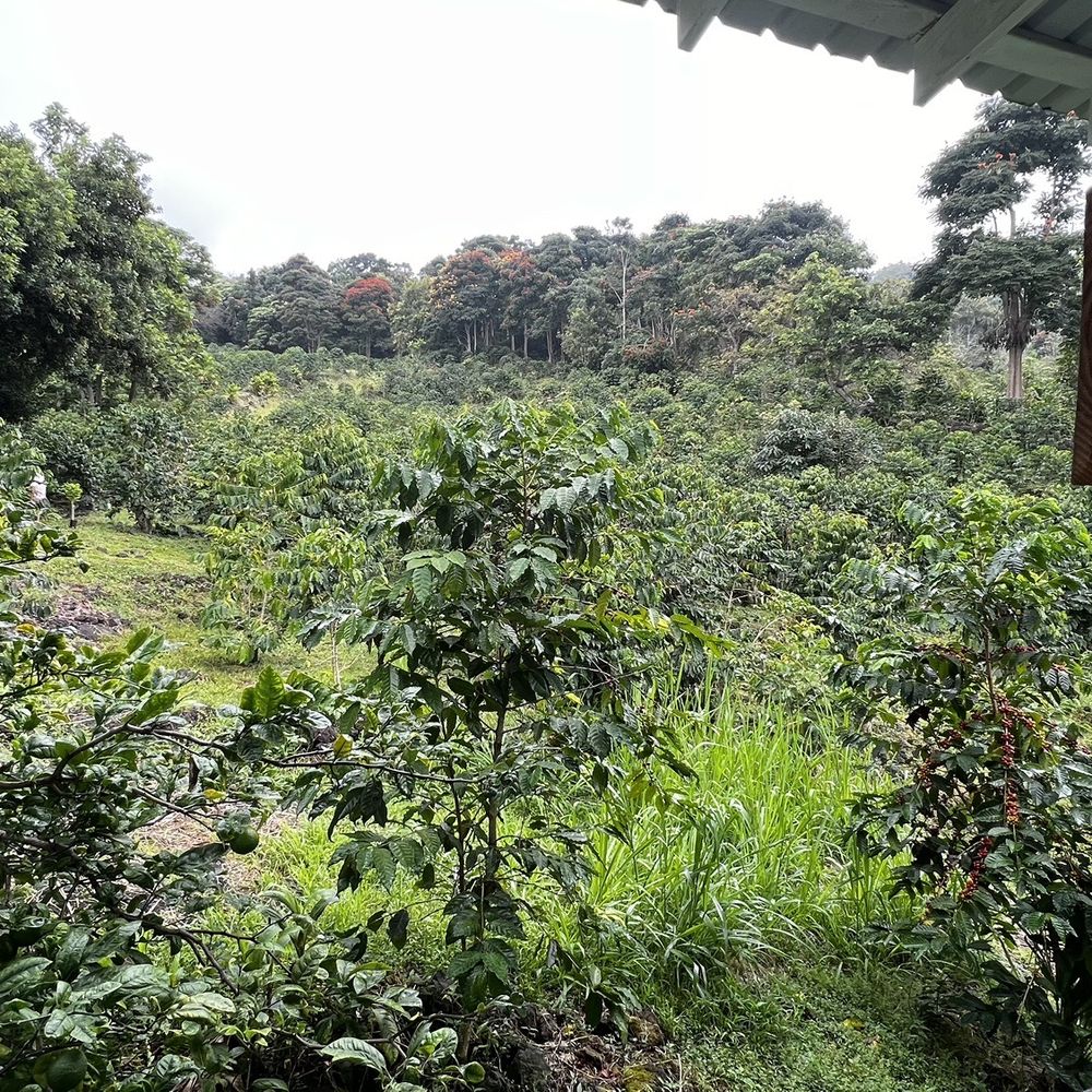 Hala Tree Coffee - Hala coffee trees - Attraction Farms Near Me - Captain Cook, Hawaii Hala Tree Coffee - Hala coffee trees - Attraction Farms Near Me - Captain Cook, Hawaii