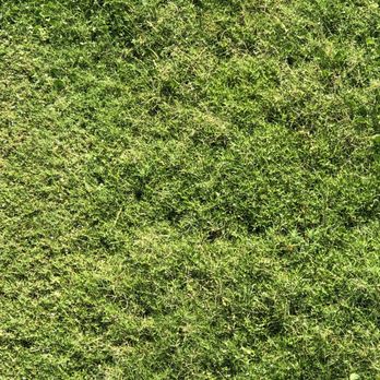 Gary Greene Vacation Rentals - Mowing isn't an option evidently so snakes reside there - Vacation Rentals Near Me - Galveston, Texas Gary Greene Vacation Rentals - Mowing isn't an option evidently so snakes reside there - Vacation Rentals Near Me - Galveston, Texas