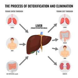 Victor Muh & Associates - The liver is one of the most important organs in your body. It does more than detoxify and eliminate waste.