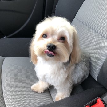Doggi Dogi Spa - Picked up! - Pet Groomers Near Me - Fullerton, California