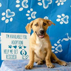 Furballs Furever Rescue