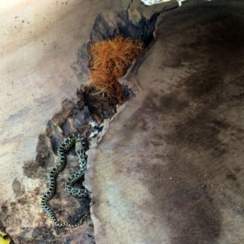 Hunski Hardwoods - Talk about almost having a heart attack. We were separating a stack of slabs and were met by this little surprise. - Tree Services Near Me
