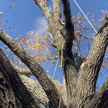 Tree M.D.'s - Giant tree removal - Tree Services Near Me - McKinney, Texas Tree M.D.'s - Giant tree removal - Tree Services Near Me - McKinney, Texas