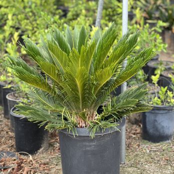 Rolling Hills Nursery - Segopalm 15 gallon - Nurseries & Gardening Near Me - Paramount, California Rolling Hills Nursery - Segopalm 15 gallon - Nurseries & Gardening Near Me - Paramount, California