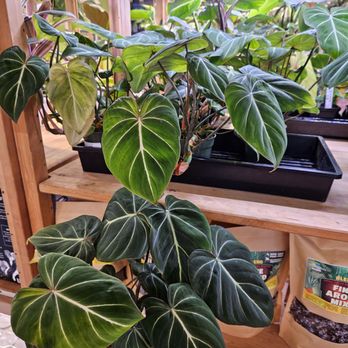 BetterGrow Hydro - Hydroponics Near Me - Pasadena, California BetterGrow Hydro - Hydroponics Near Me - Pasadena, California
