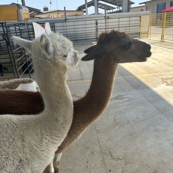 Traders Village - San Antonio - Married llamas. - Flea Markets Near Me - San Antonio, Texas Traders Village - San Antonio - Married llamas. - Flea Markets Near Me - San Antonio, Texas