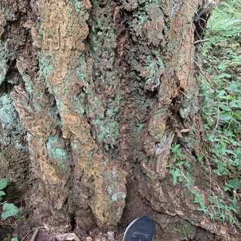 Woodway Reserve - Splitting in tree bark, my shoe for scale. - Parks Near Me - Woodway, Washington Woodway Reserve - Splitting in tree bark, my shoe for scale. - Parks Near Me - Woodway, Washington