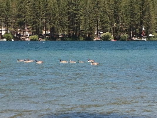 Donner Memorial State Park by null