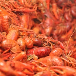 Heads or Tails Cajun Crawfish