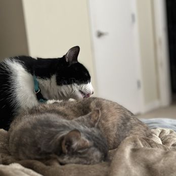 The Pet Hospitals - My cats who love Dr. Haddock and the whole crew at The Pet Hospitals - Downtown - Veterinarians Near Me - Memphis, Tennessee The Pet Hospitals - My cats who love Dr. Haddock and the whole crew at The Pet Hospitals - Downtown - Veterinarians Near Me - Memphis, Tennessee