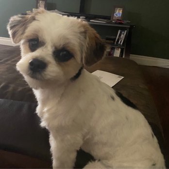 Pet Grooming By Alexis - My Coco baby. A Shih Tzu, Yorkie, poodle mix - Pet Groomers Near Me - Spring Valley, California