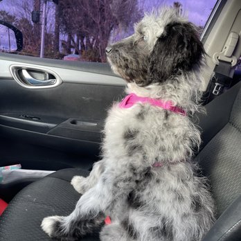 Tender Touch Professional Pet Grooming - Pet Groomers Near Me - Moreno Valley, California Tender Touch Professional Pet Grooming - Pet Groomers Near Me - Moreno Valley, California