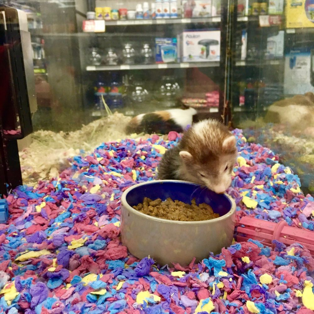 Pet Supermarket - Ferret?? - Pet Groomers Near Me - Greenville, South Carolina Pet Supermarket - Ferret?? - Pet Groomers Near Me - Greenville, South Carolina