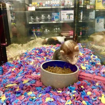 Pet Supermarket - Ferret?? - Pet Groomers Near Me - Greenville, South Carolina Pet Supermarket - Ferret?? - Pet Groomers Near Me - Greenville, South Carolina
