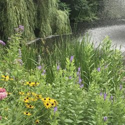 Natural Shore - Ecological Restoration on a pond in Plymouth
