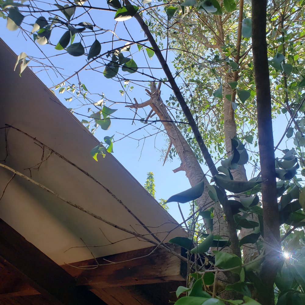 Tugwell Roofing - trees they butchered - Roofing Near Me - Anderson, California Tugwell Roofing - trees they butchered - Roofing Near Me - Anderson, California