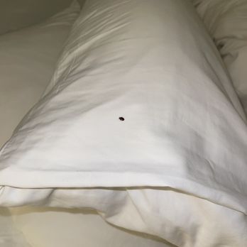 Charleston Marriott - Disgusting bedbugs on hotel pillows that gave me around 25 bites all over my body within 3 nights. - Hotels Near Me - Charleston, South Carolina Charleston Marriott - Disgusting bedbugs on hotel pillows that gave me around 25 bites all over my body within 3 nights. - Hotels Near Me - Charleston, South Carolina